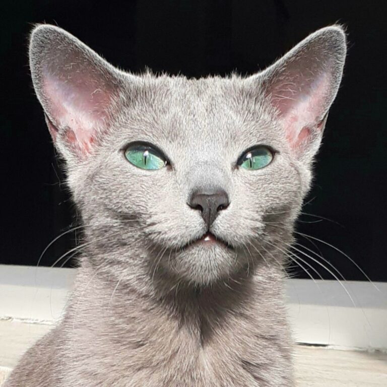 Allevamento Silver Gloss gatto femmina blu di russia