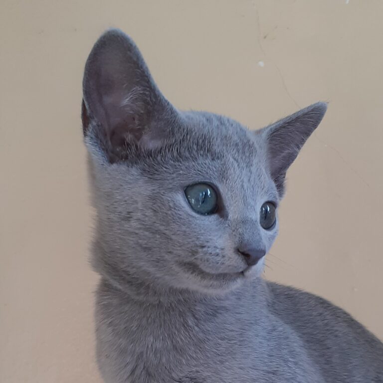 Gatto Blu di Russia allevamento Silver Gloss