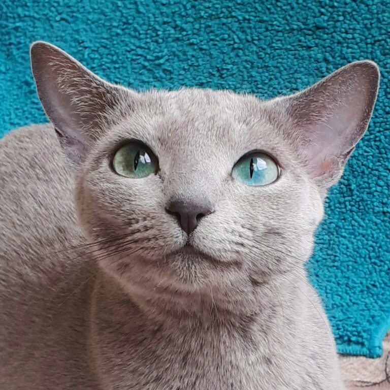 Allevamento Silver Gloss gatto femmina