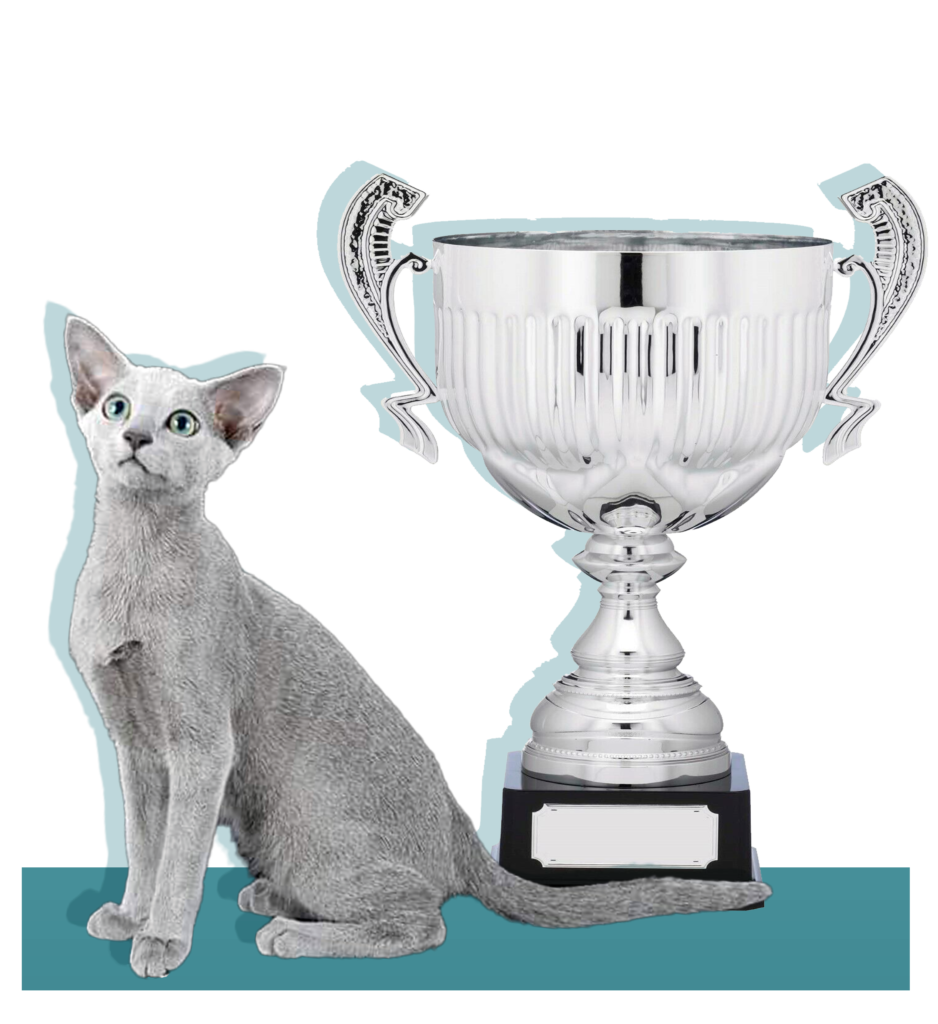 Premi Riccardo Salsi allevatore gatti Blu di Russia